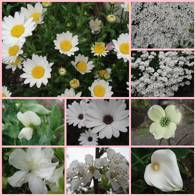 白い花９種類 せせらぎの小径 楽天ブログ