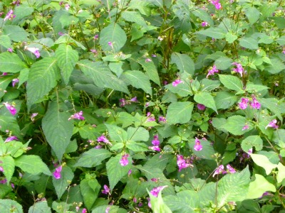 DSCN3116.jpg