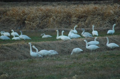 DSC_0011.jpg