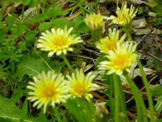 DSCN0042.jpg
