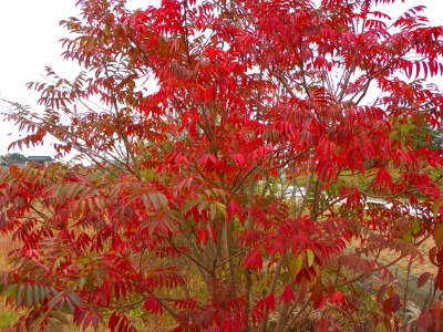 DSCN4512.jpg