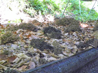 DSCN3204.jpg