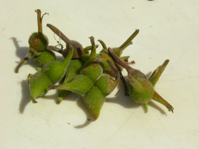 DSCN3313.jpg
