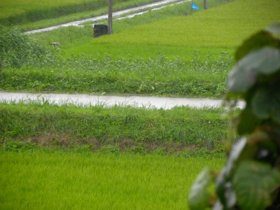 DSCN2732.jpg