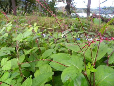 DSCN3119.jpg