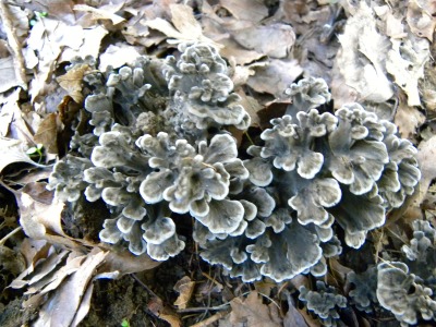 DSCN3191.jpg