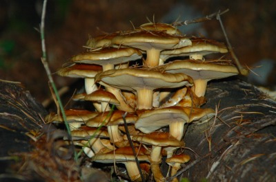 DSC_0034.jpg