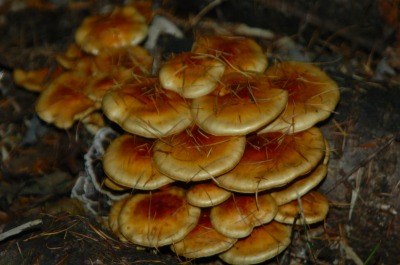 DSC_0038.jpg
