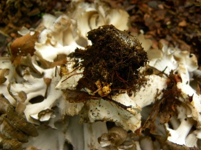 DSCN3344.jpg