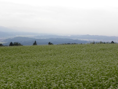 DSCN3337.jpg