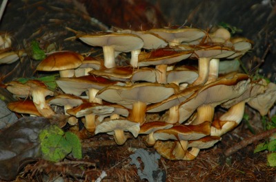 DSC_0035.jpg