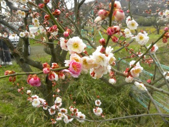 DSCN6333.jpg