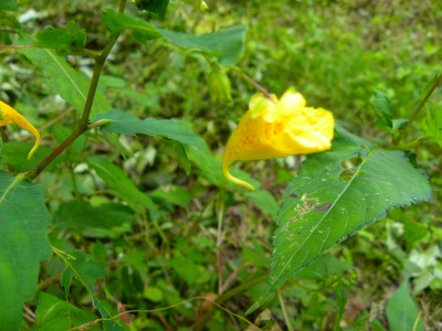 DSCN3060.jpg