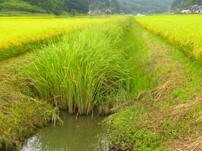 DSCN3152.jpg