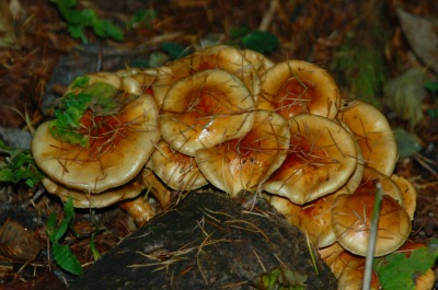 DSC_0039.jpg