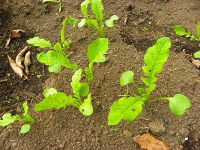 DSCN3169.jpg
