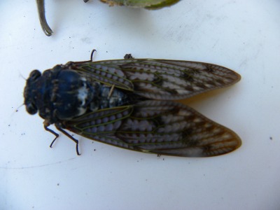 DSCN3325.jpg