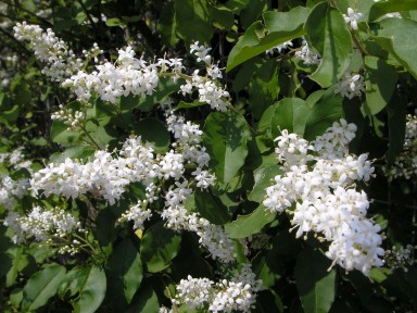 垣根の垣根の白い花 とりどりみどり 楽天ブログ