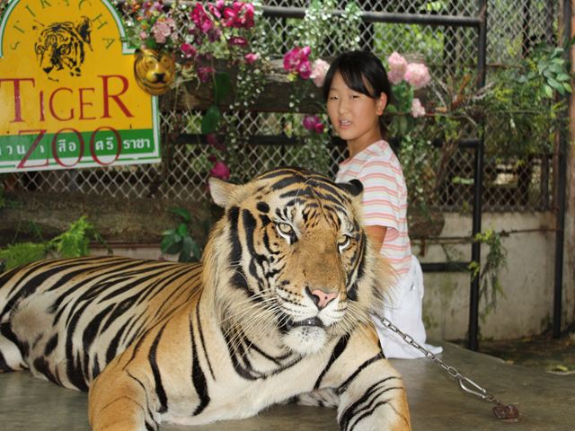 ２０１１年 タイ旅行３日目 シーラチャタイガーズー マイドリーム 楽天ブログ