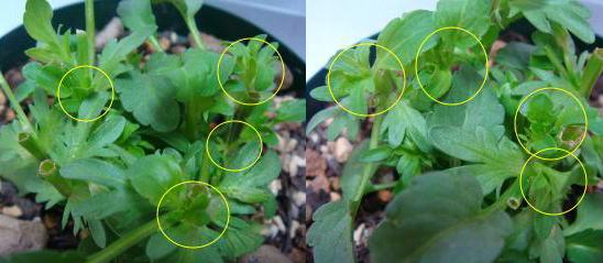 切り戻したビオラの脇芽がの伸びています 小さな花宇宙 そして それから 老いふたりの小宇宙 楽天ブログ