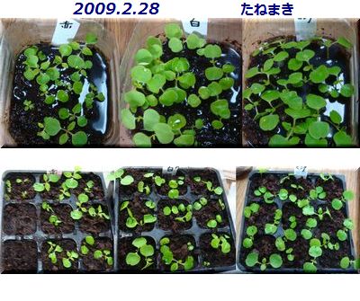 インパチェンスの移植とミニひまわりの種まき 小さな花宇宙 そして それから 老いふたりの小宇宙 楽天ブログ