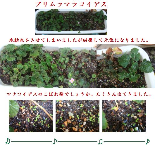 プリムラマラコイデスの夏越し カリブラコアのその後 小さな花宇宙 そして それから 老いふたりの小宇宙 楽天ブログ