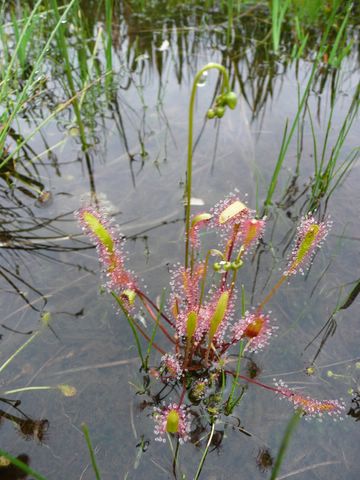 山には花が一杯 ３１ ナガバノモウセンゴケ 長葉ノ毛氈苔 絶滅危惧ii類 Vu 指定 アウトドアの交差点 楽天ブログ