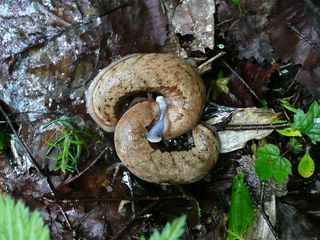 巨大ナメクジ発見 ダイセンヤマナメクジ アウトドアの交差点 楽天ブログ