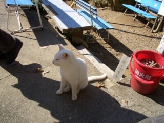inari09.jpg