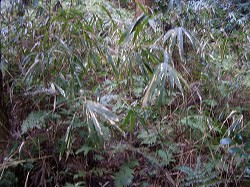 山科神社から稲荷山