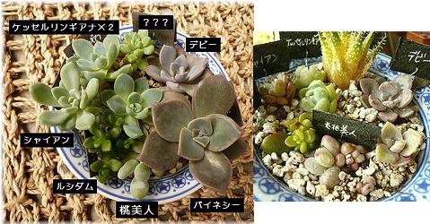 bisuiさん便1.JPG