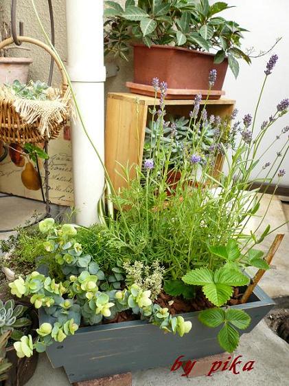 ハーブの寄植え.JPG