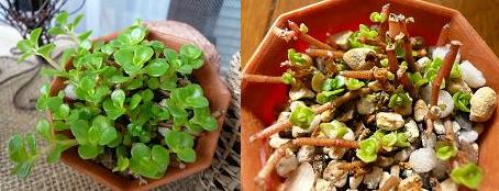 丸葉万年草.JPG
