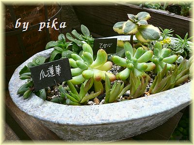植え付け終了.jpg