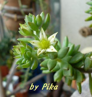リトルビューティーのお花.JPG
