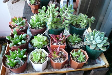 2008.3.22 植替え時.jpg
