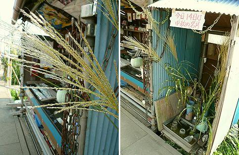 ススキ.JPG