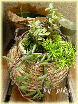 丸バスケット寄植え.jpg