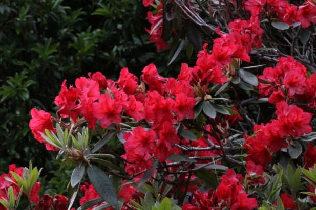 +0420 rhododendron01.jpg