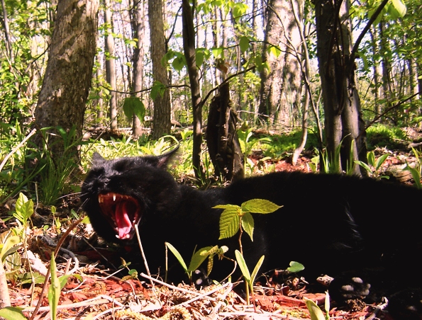  0=black cat in the woods.jpg