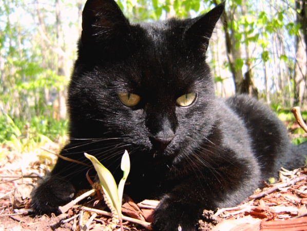  0=black cat in the woods 001.jpg