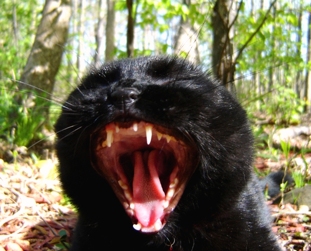  0=black cat in the woods 002.jpg