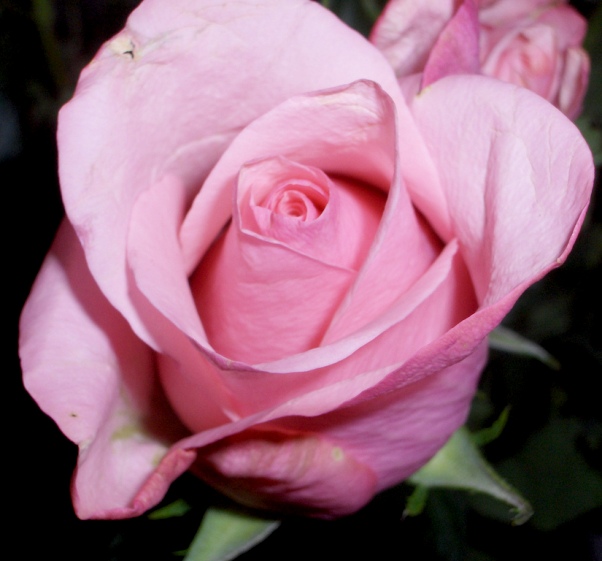 0126=sunterrace　Love-rose.jpg