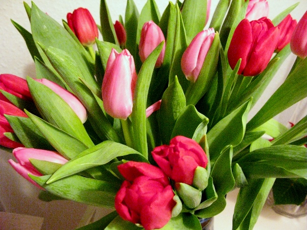 0126=sunterrace Love tulips.jpg