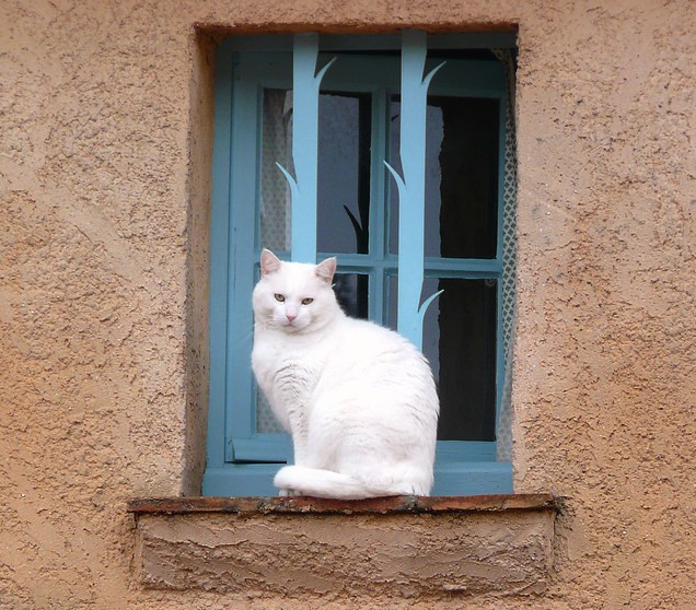 0119=Posing cat01.jpg