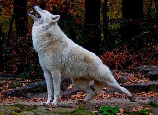 伸びをする白い狼の画像