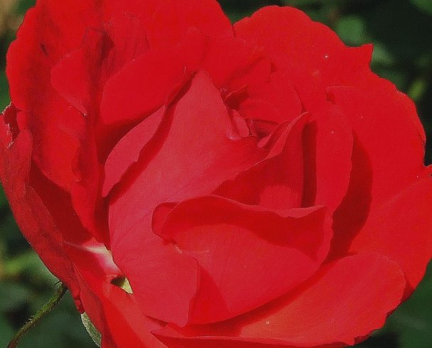  0129=Rose in the Botanical Garden.jpg