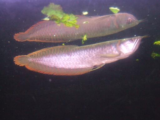 シルバーアロワナの成長、、、楽しみだわ～ (^O^) | 私と魚と水と - 楽天ブログ