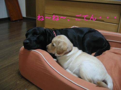 ほのぼの1