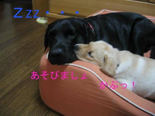 ほのぼの2